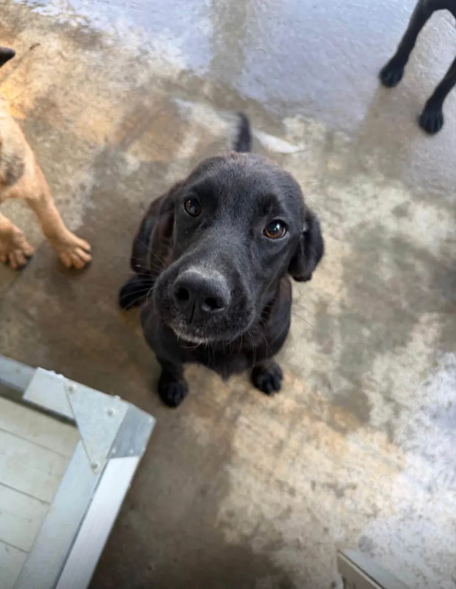 Lottie, rescuehond uit Bosnië/Servië