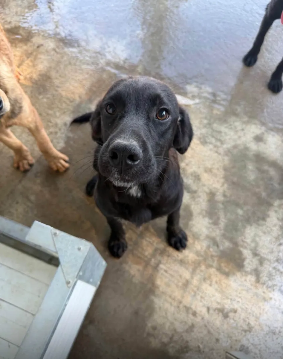 Lottie, rescuehond uit Bosnië/Servië