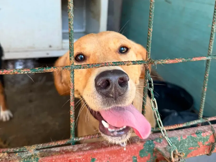 Ami, rescuehond uit Bosnië/Servië