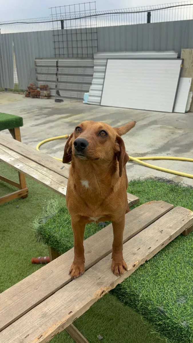 Pien, rescuehond uit Bosnië/Servië