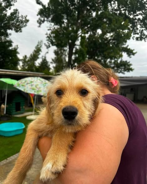 Foto van Yorki
