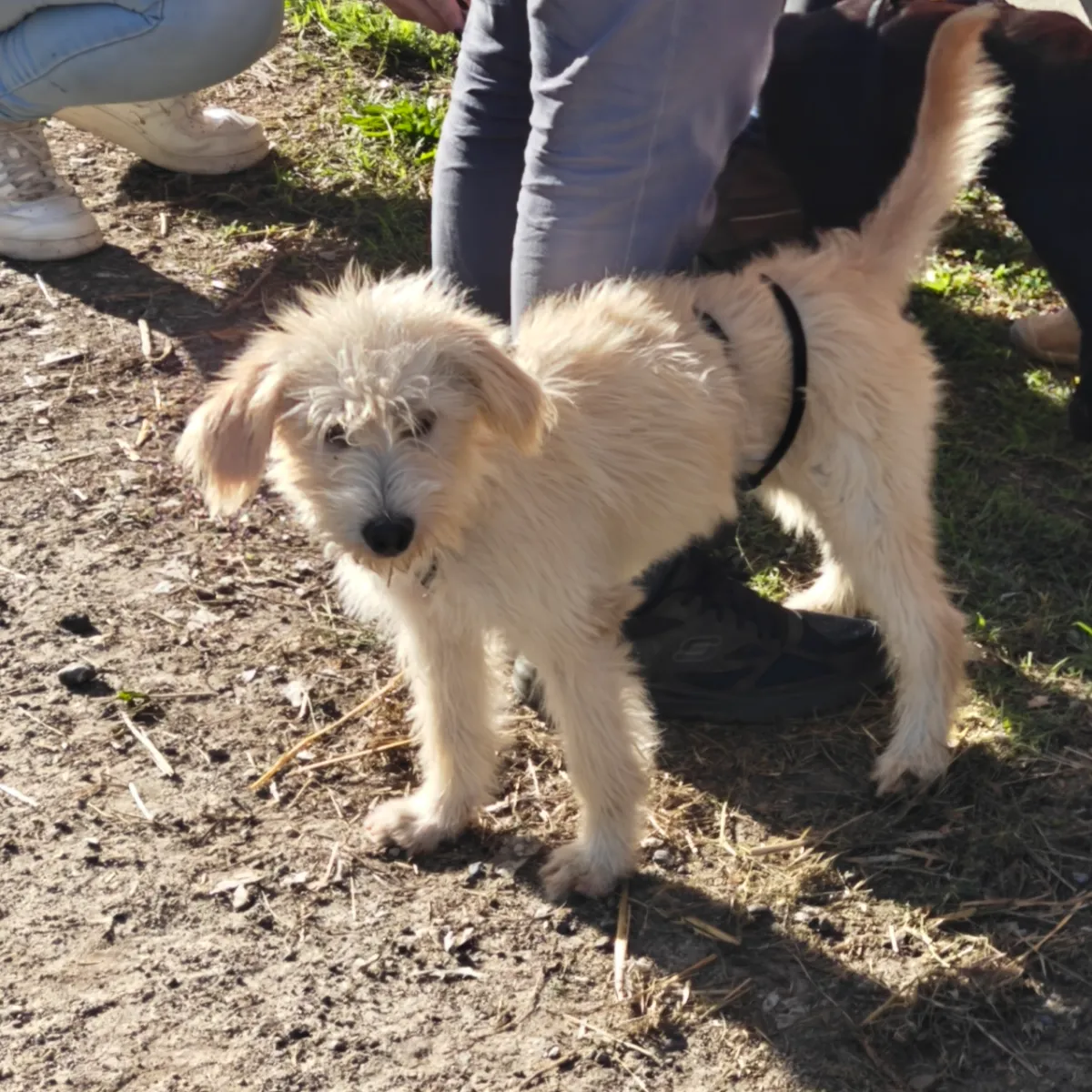 Yorki (in opvang in BELGIË) — adoptiehond uit Bosnië & Servië
