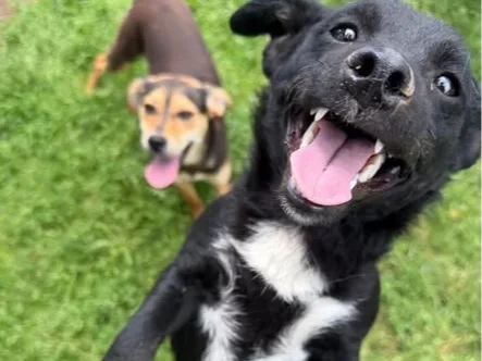Lani, rescuehond uit Bosnië/Servië
