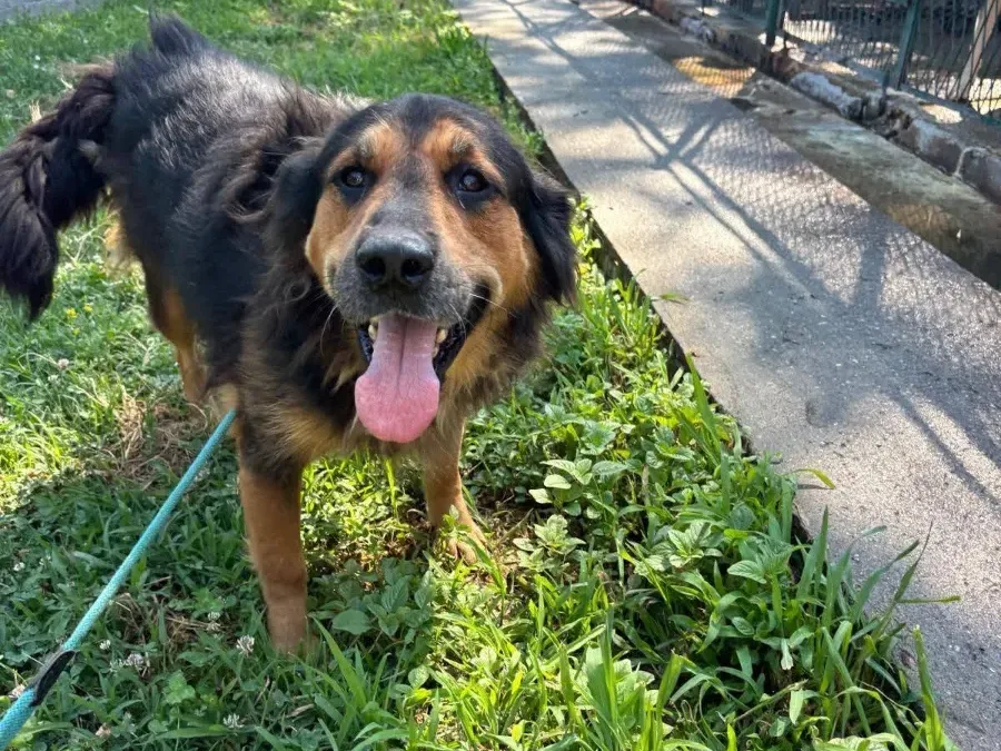 Brownie, rescuehond uit Bosnië/Servië