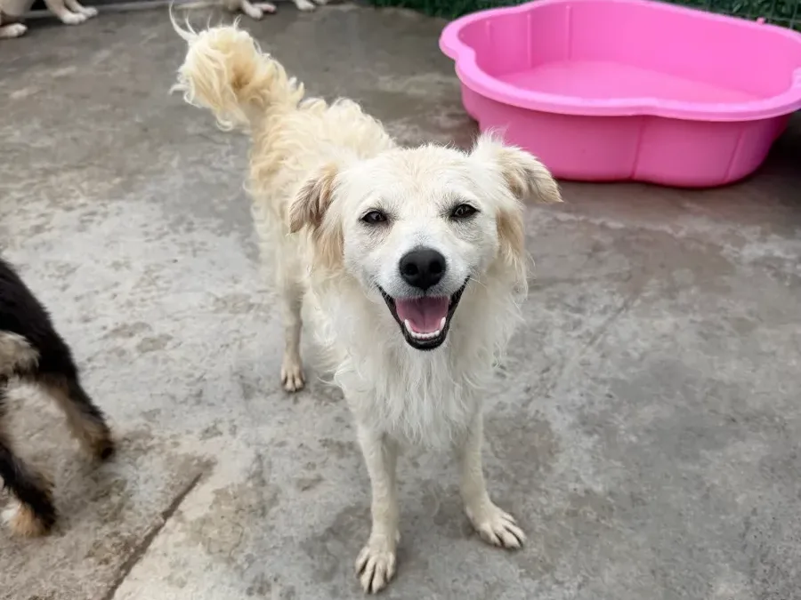 Mona — adoptiehond uit Bosnië & Servië