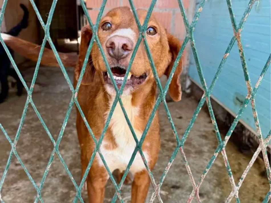 Ravi — adoptiehond uit Bosnië & Servië