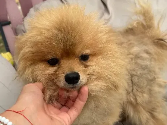 Misko, rescuehond uit Bosnië/Servië