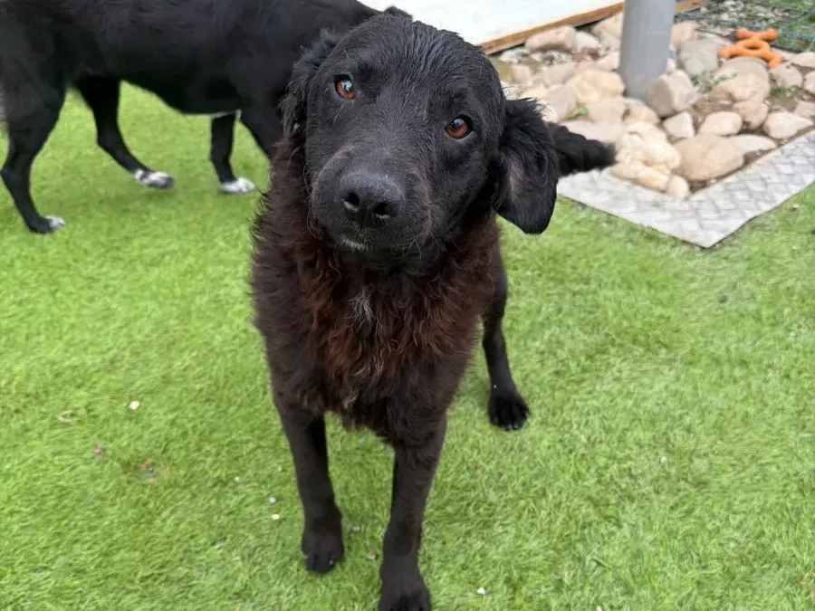 Tjippie, rescuehond uit Bosnië/Servië