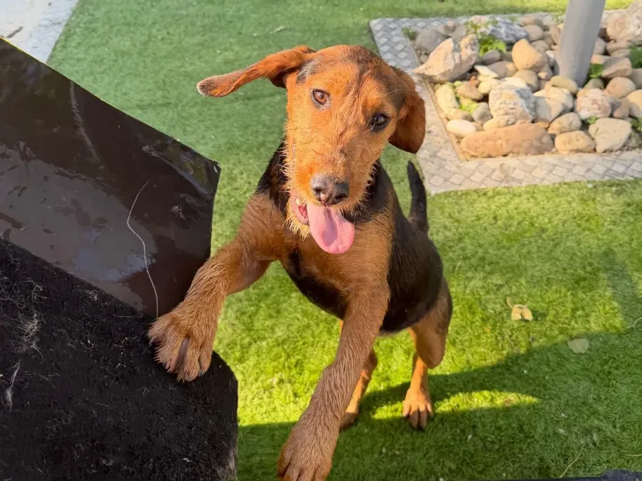 Nora — adoptiehond uit Bosnië & Servië