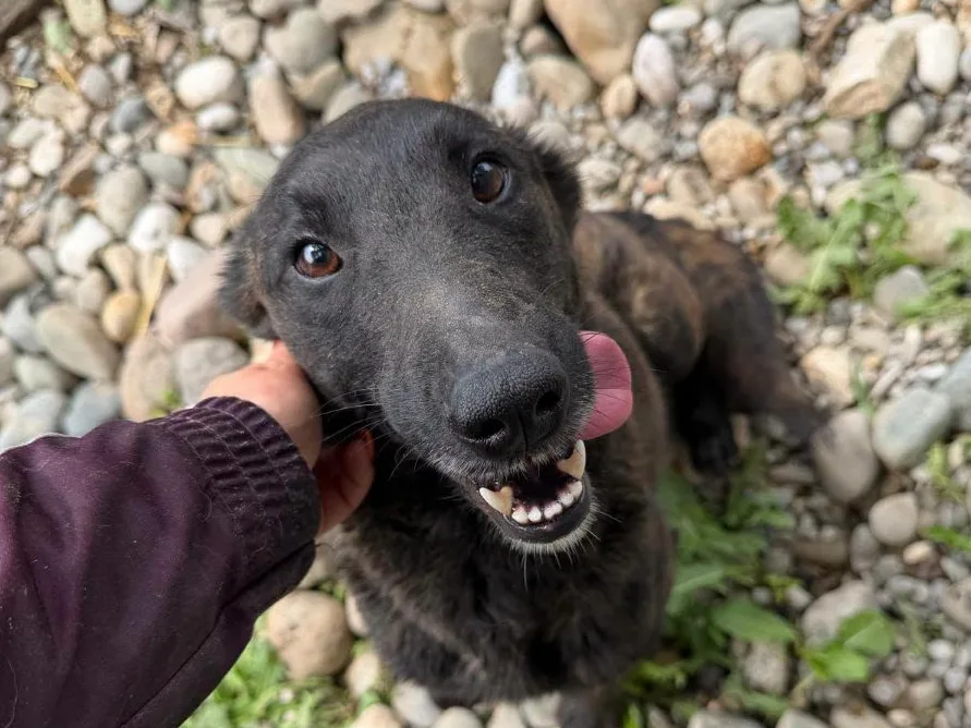 Foto van Poppy