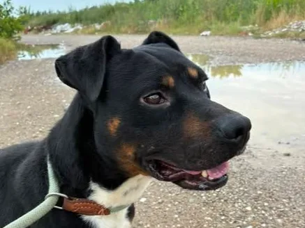 Foto van Ogi